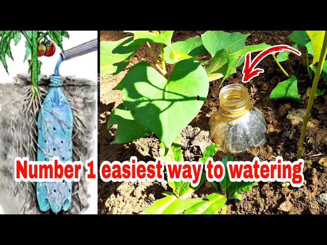 Plastic bottles watering system simple technique | TEPC IDEAS class=