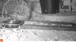 Sound Of Very Itchy Hedgehog In Feeding Area 28Jun15 Cambs Uk 122A