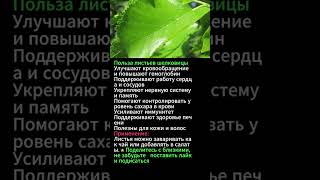 Польза листьев шелковицы для здоровья