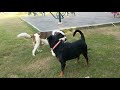 Saint Bernard & Rottweiler | Jojo & Romeo met after a long time