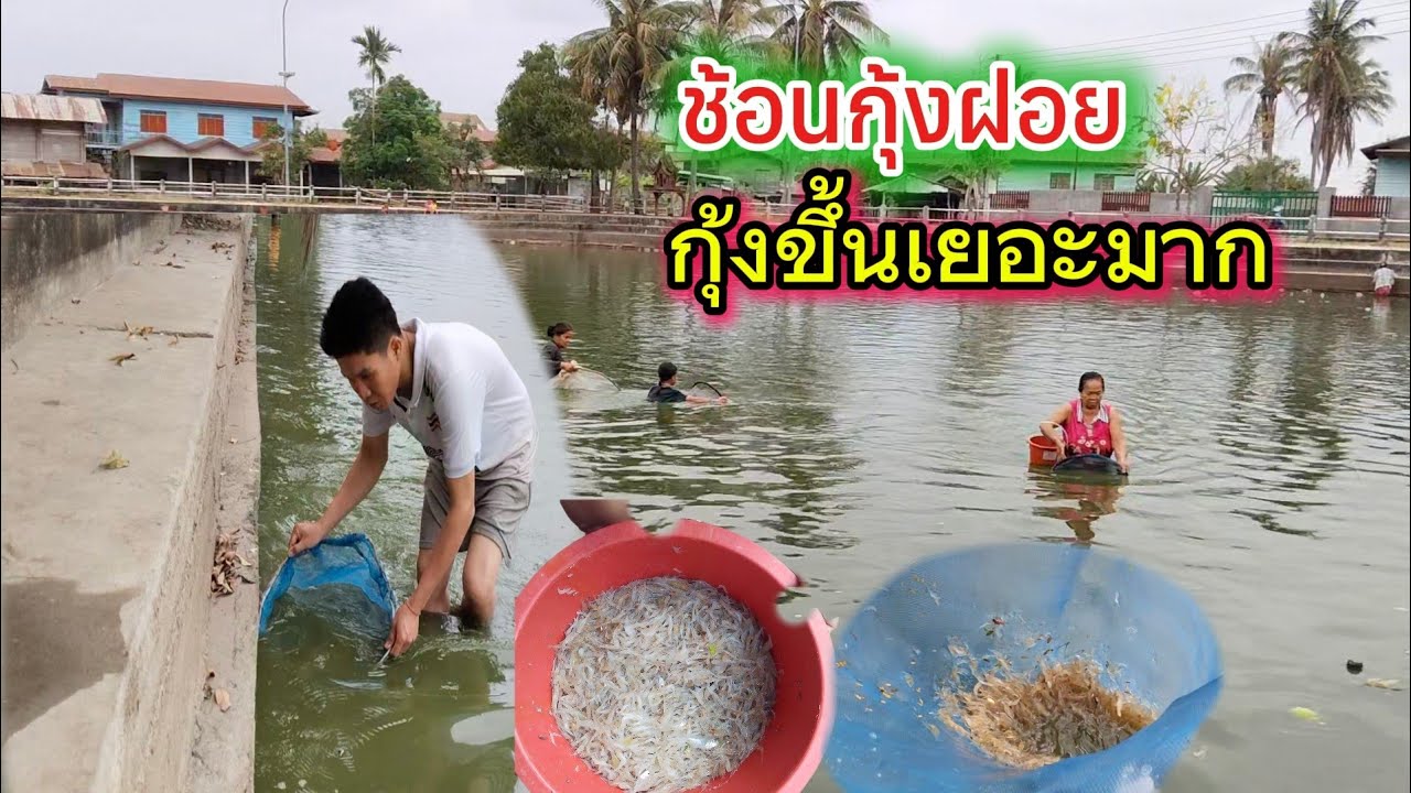 หนองหลวงวันนี้กุ้งฝอยขึ้นเยอะมาก