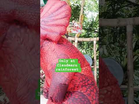 WELCOME TO CLAUDMARU RAINFOREST NO DISCLAIMER FOR FUNNY ONLY 