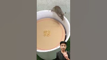 cách làm bẫy chuột #timreview #shorts #bẫychuột