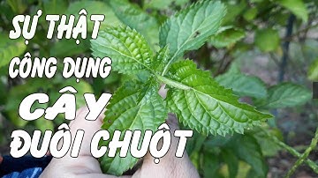 Giải mã bí ẩn về cây đuôi chuột trị bệnh hở van tim - Cây Đuôi Chuột