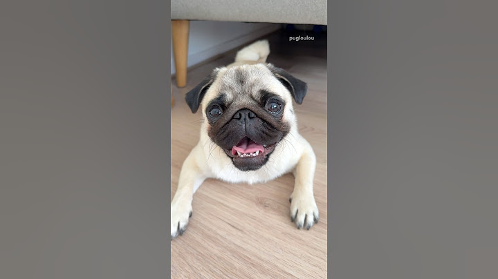 Always expect the unexpected 🚂🤣 #pug #dog #funny