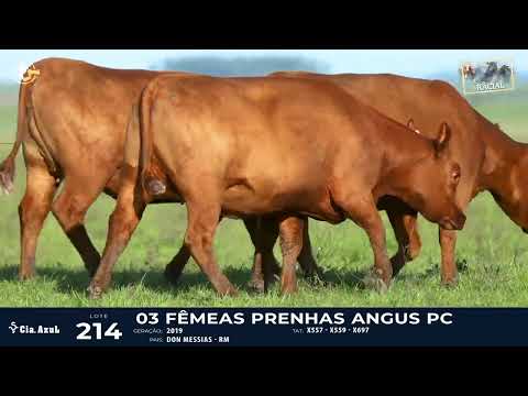 LOTE 214 - RED ANGUS X557, X559, X697