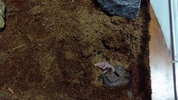 Feeding the children