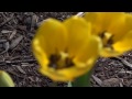 4K Footage from the Sony FDR AX100: Woodstock Train Station Photo Walk