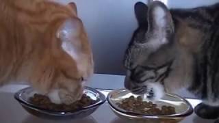 シシア　ドライフード　試食だニャン　猫動画