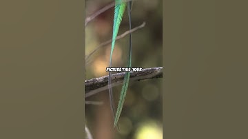 Baader-Meinhof Phenomenon Explained!