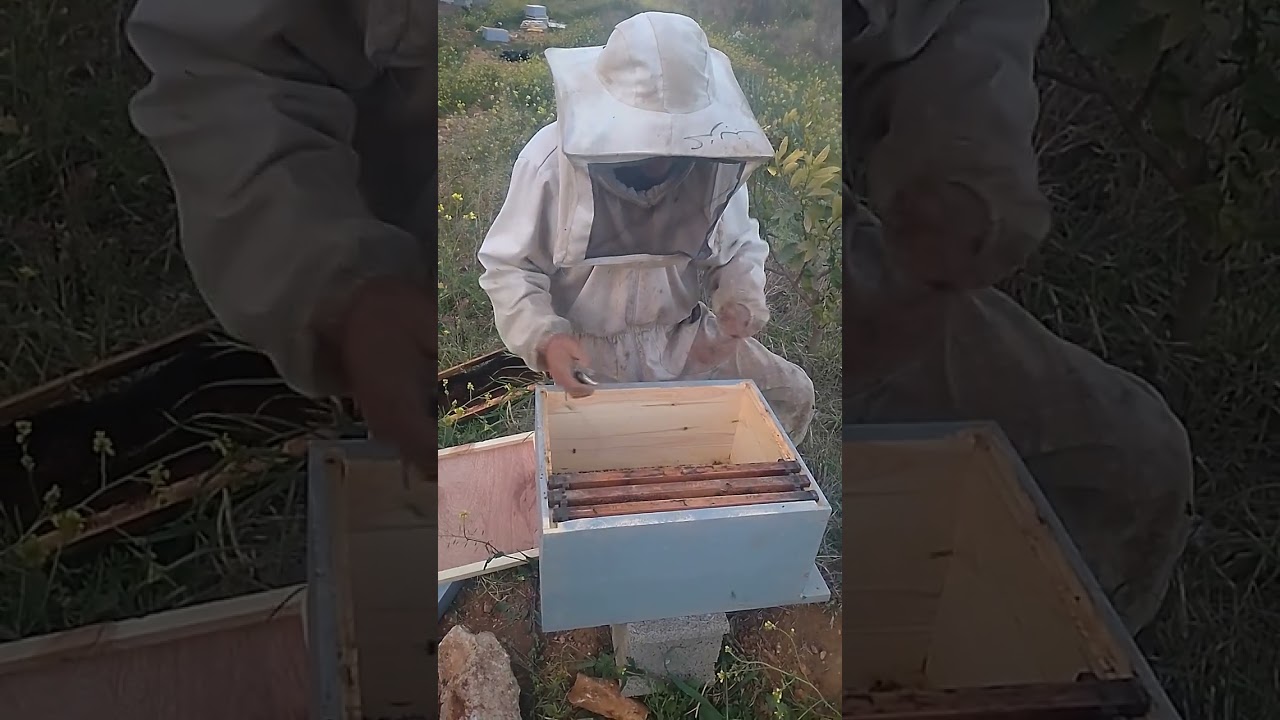 كيفية تعامل مع طورود الجديدة