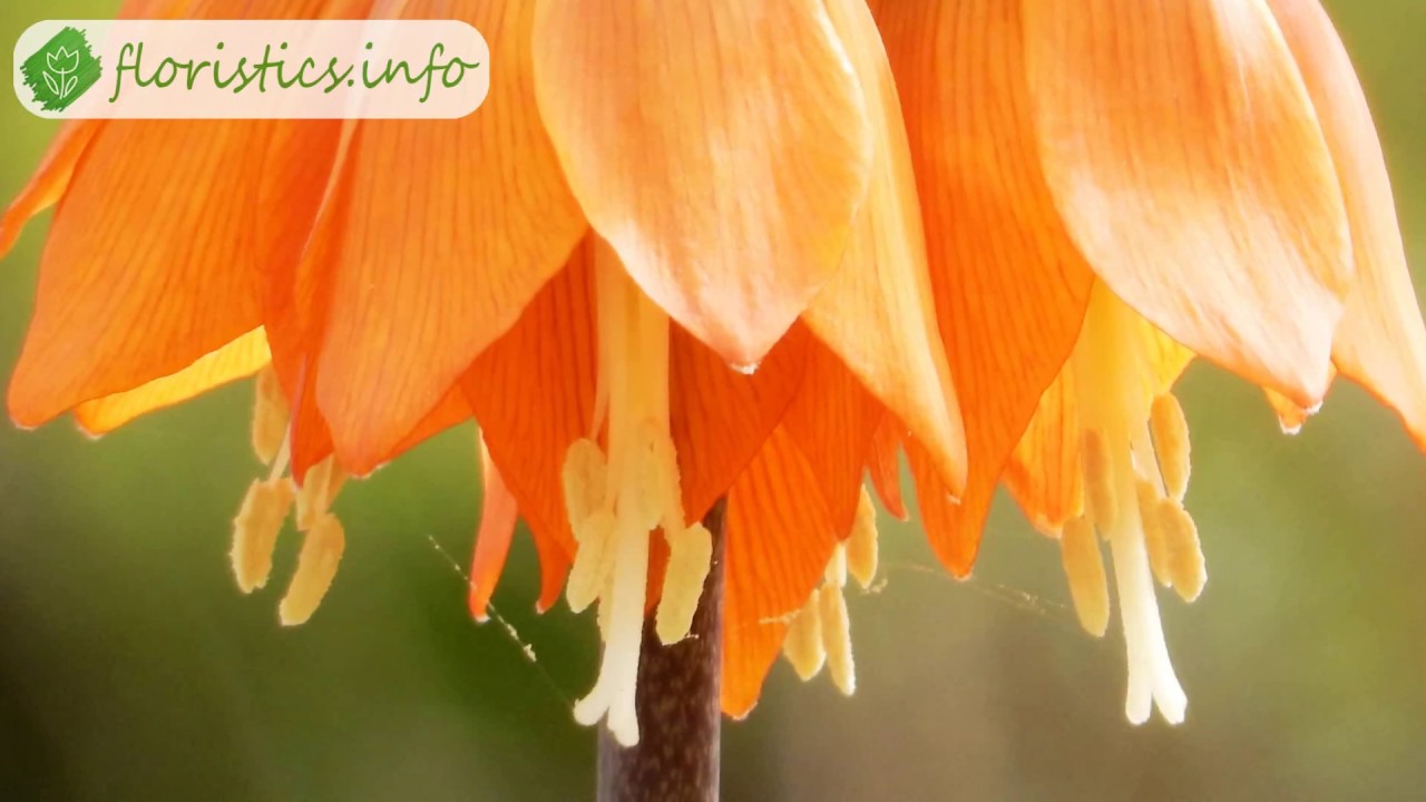 Рябчик – разновидности и особенности; размножение рябчика (фритиллярии)