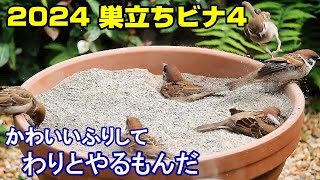 植木鉢でバードバス（野鳥の砂浴び場）巣立ちビナ編6：踏んだり蹴ったり～スズメ