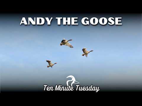 Andy the Goose, Say What?!