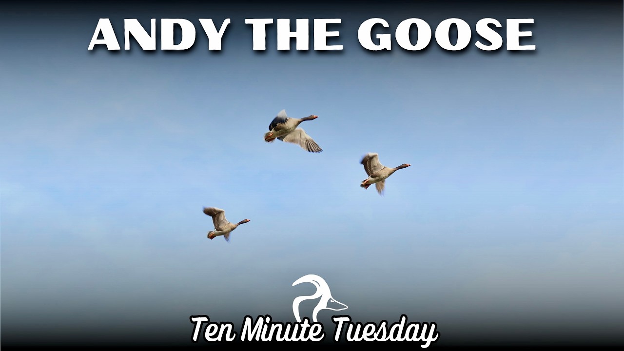 Andy the Goose, Say What?! - YouTube