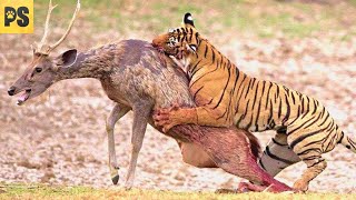 Lion Games Animal Hunting Simulator 3D Fighting Mode ||🦁#cartoon screenshot 4