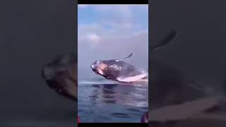 Tmm Anlaşıldı Ben Denize Gitmem Bir Daha