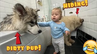 Giant Malamute Puppy Bath! Phil Hides In The Corner And Sulks!