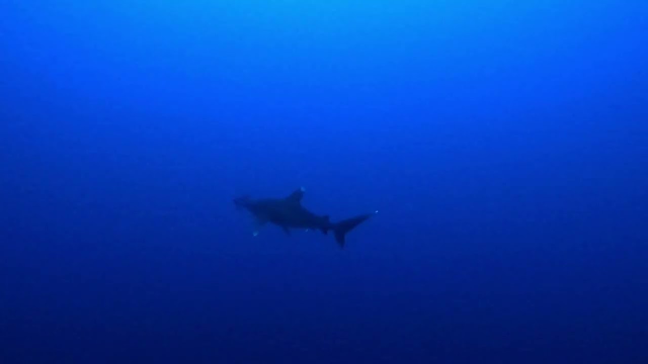 Longimanus - oceanic white-tip encounter - Red Sea, Egypt