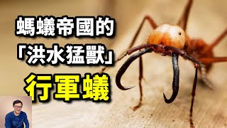 行軍蟻：掃蕩雨林的頂級捕食者，螞蟻帝國的「洪水猛獸」，覺醒了群體智慧的超級生物【老肉雜談】