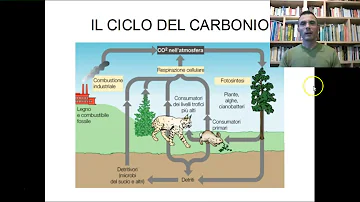 Dove prendono il carbonio le piante?