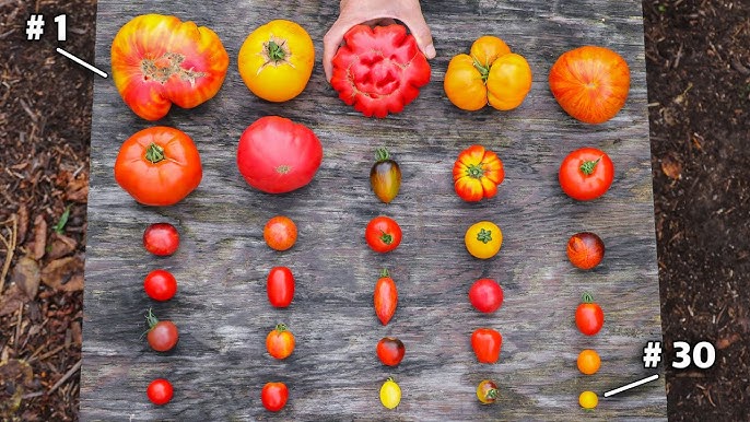 If I Could ONLY Grow 7 Tomato VARIETIES for the Rest of My Life