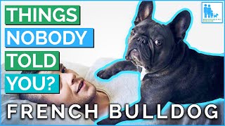Things Nobody Told You About Owning a French Bulldog? - Vet Dr Alex by Responsible Pet Breeders Australia - RPBA Reviews 143 views 3 days ago 7 minutes, 57 seconds