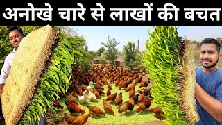 बिना मिटटी कम जगह में उगे इस चारे से मुर्गी, गाय, बकरी हुई मोटी | Hydroponic For Chickens & Dairy