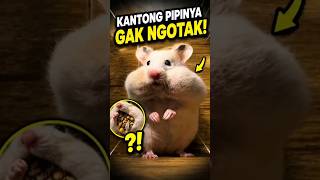 Hamster Ini Nyimpen Makanan Sebanyak Apa Sih ⁉️#shorts #faktaunik #hamster #animalfacts