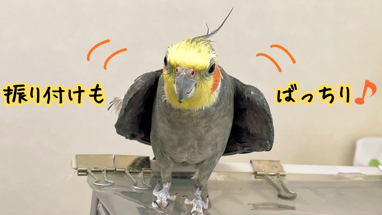 今日もコブシをきかせるオカメインコ19歳