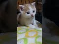 子猫のどこへ行った君の警戒心　番外編　ミレレの場合 #shorts