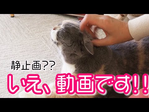 静止画みたいに動かない猫｜セルカークレックス｜ブリティッシュショートヘア