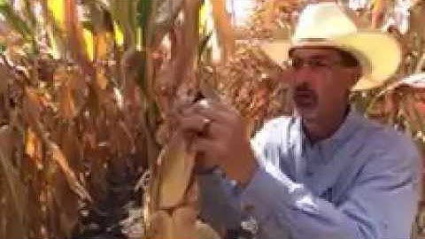 Corn Phenotypic Characteristics