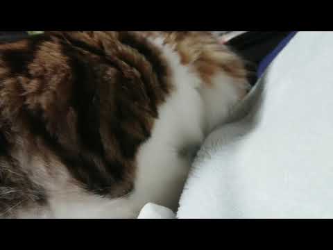 平櫻いづみブリーダーからお迎えしたノルウェージャンフォレストキャット：HALくん