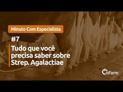 Vídeo: O que é agalactia em vacas?