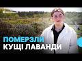 In The Village Of Stari Bogorodchany In The Frankivsk Region The Lavender Field Could Not Withst 