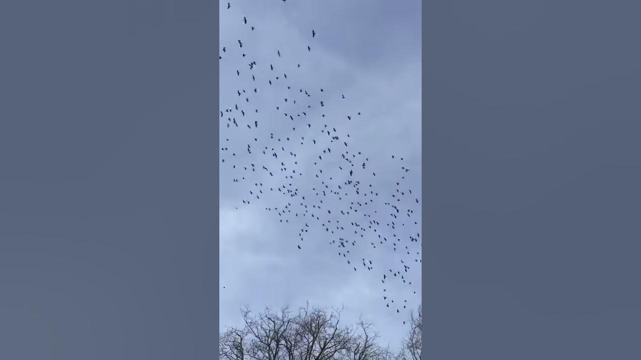 Kauwen verjagen met apparaat YouTube