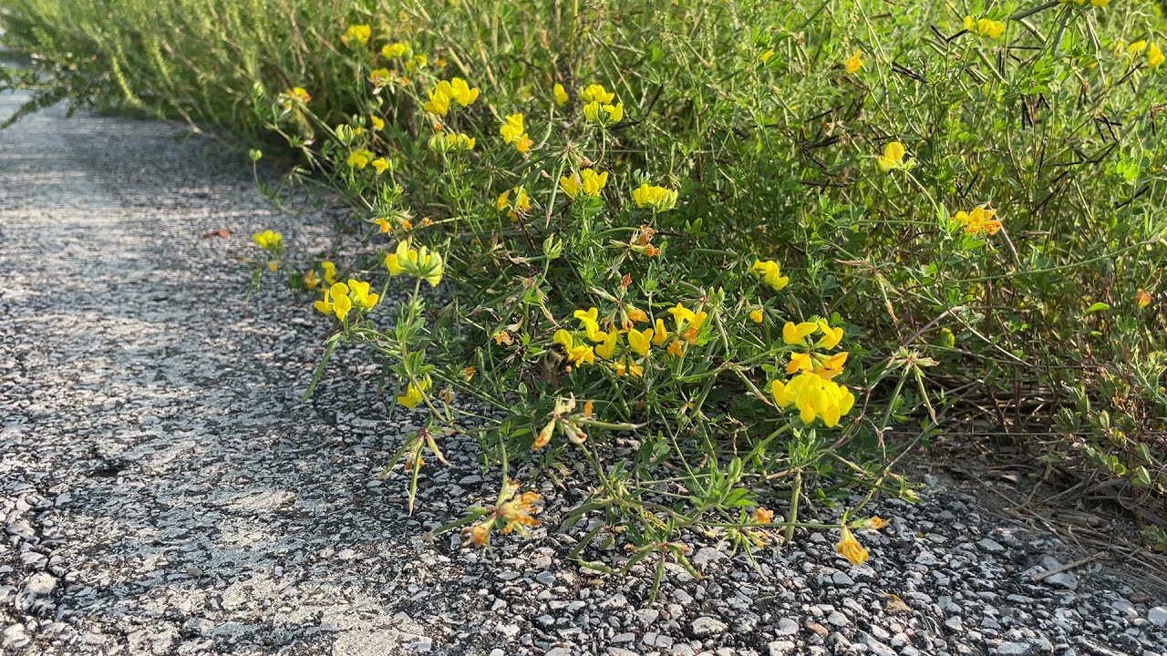 Today's Plant Specimen - From the Pea Family (Fabaceae)