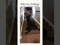 Poker Face Challenge Ep 217 