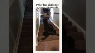 Poker Face Challenge Ep 217