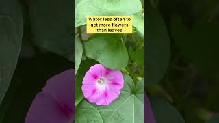 Tips to grow and care for Morning glory #shorts Tips to grow and care for Morning glory #shorts