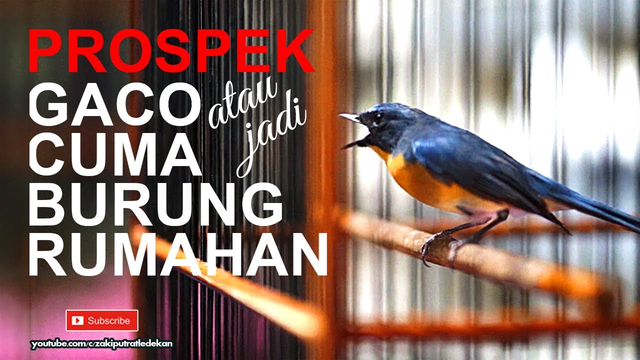 Kicau Tledekan Gunung Ngotot Menit 6:00 | cocok untuk pancingan burung