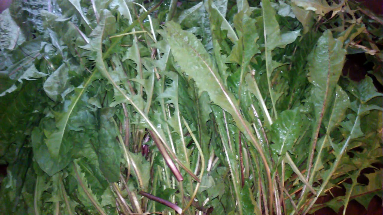 Large Dandelion Harvest (1) financial collapse blog