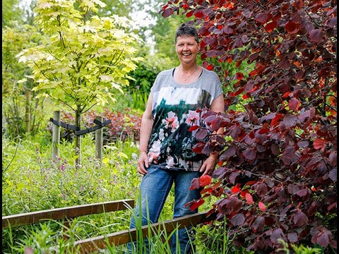 Video: Astilba Bloei: Waarom Bloeit Hij Niet? Hoe Haar Te Voeden Voor Een Overvloedige En Weelderige Bloei In De Tuin? Bloeitijd