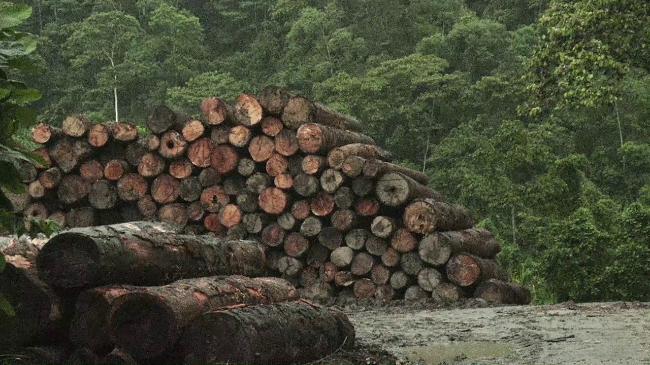 Благодаря лечения я быстро поправился вырубая леса. Обезлесение тропических лесов Африки. Лесная промышленность Бразилии. Обезлесение Бразилии. Обезлесение Мексики.