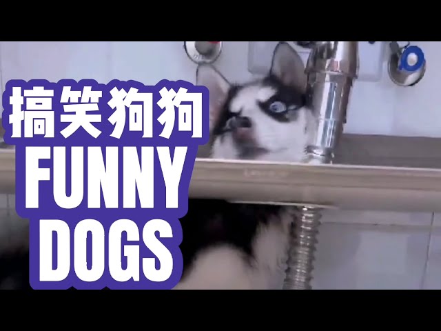 搞笑欢乐狗狗 FUNNY DOGS 逗趣 滑稽 class=