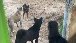 #Wonderfuldogs My Baby always Played and Running in Farm During Free #dog new video 2024 #puppy