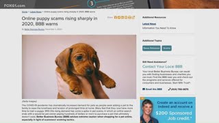CT leaders call for stop to AI scams targeting pet adoptions