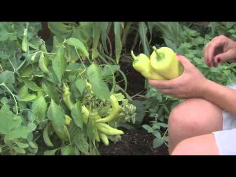 How to Plant Yellow Peppers - YouTube