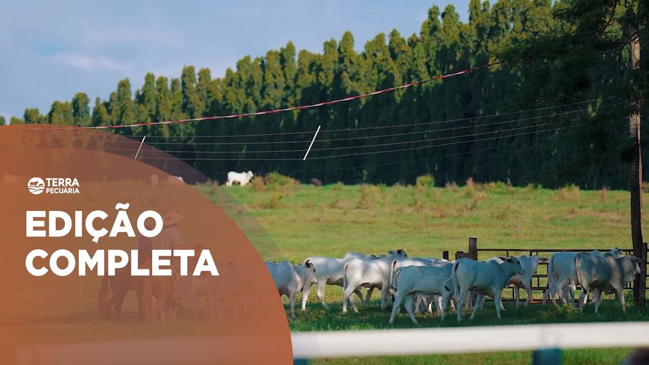 TERRA PECUÁRIA - Edição Completa 01/03